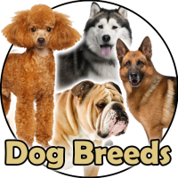 Dog Breeds | The Doggy Dossier