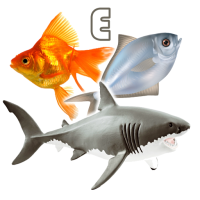 Fish Types | Goldfish Saltwate